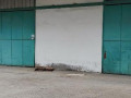 local-industriel-1-200-m2-small-1