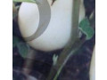 graines-aubergine-blanche-dourga-small-0