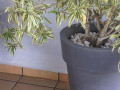 jolies-plantes-en-pot-small-1