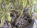 jolies-plantes-en-pot-small-2