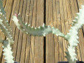 buis-de-chine-multipliants-cactees-euphorbes-etc-small-2