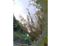 miroir-soleil-small-2