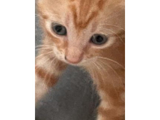 Donne chatons