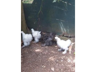Couple de poules soie