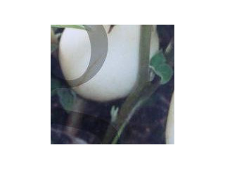 Graines Aubergine Blanche Dourga