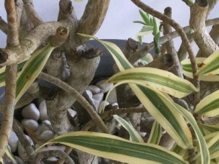 Jolies plantes en pot