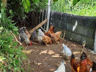 Poule pondeuses