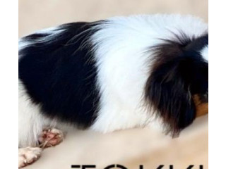 Epagneuls Nains Continentaux