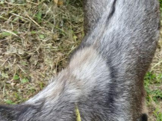 Bouc a vendre