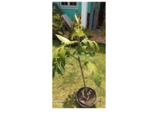 Jeune arbre à pain