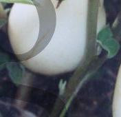 graines-aubergine-blanche-dourga-big-0