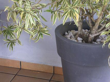 jolies-plantes-en-pot-big-1