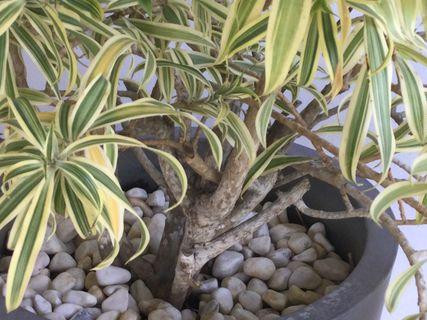 jolies-plantes-en-pot-big-2