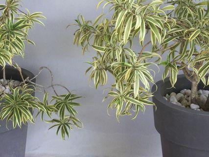 jolies-plantes-en-pot-big-3