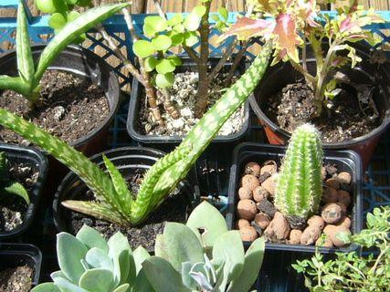 buis-de-chine-multipliants-cactees-euphorbes-etc-big-4